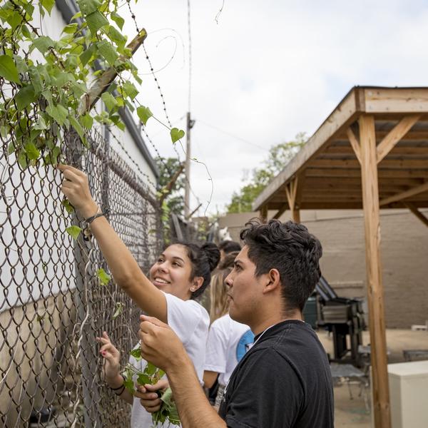 Two students threading ivy through a chain link fence